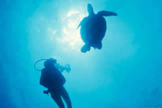 Dive with Turtles in Belize