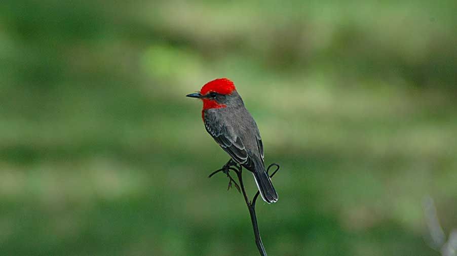 birding in belize