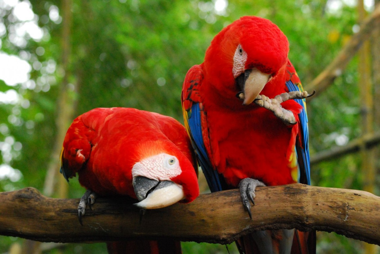 macaws-together