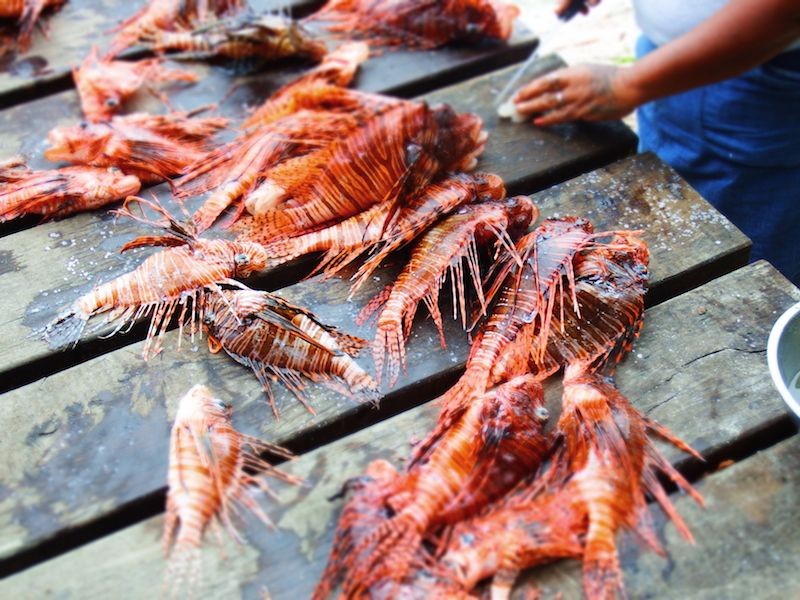 DIVING-Lionfish-belize