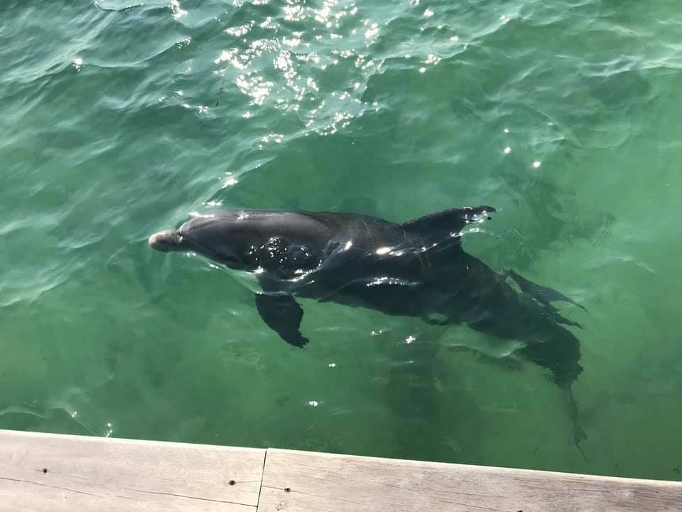 Welcoming-Committee---Dolphin-Fun---St.-Georges-Caye-Resort---Belize