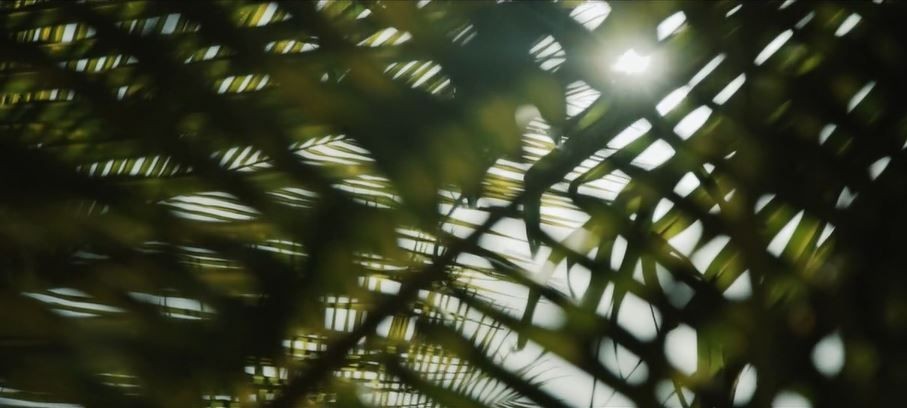 Sunlight-through-the-trees