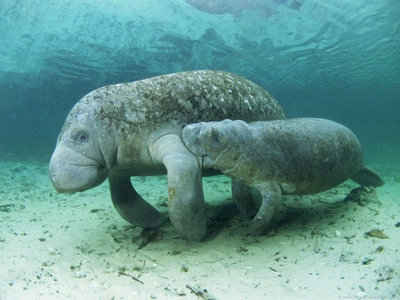 manatee-cow-and-calf