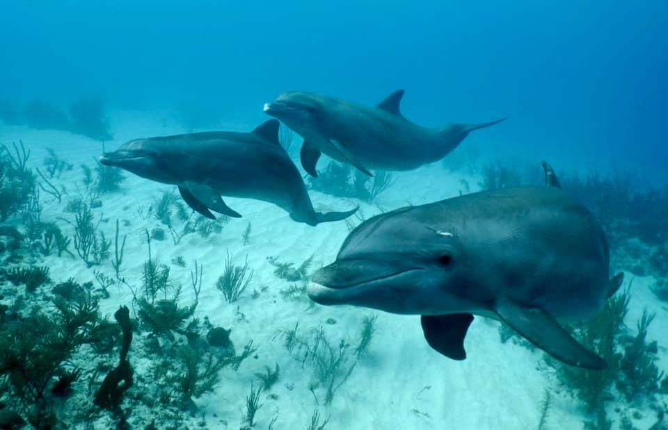 SCUBA_Diving_large_Snorkel-St.-Georges-Caye-Resort-Belize-002