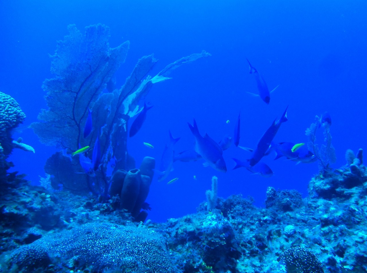 Divers Keeping the Barrier Reef Healthy: Lionfish Tournament in October