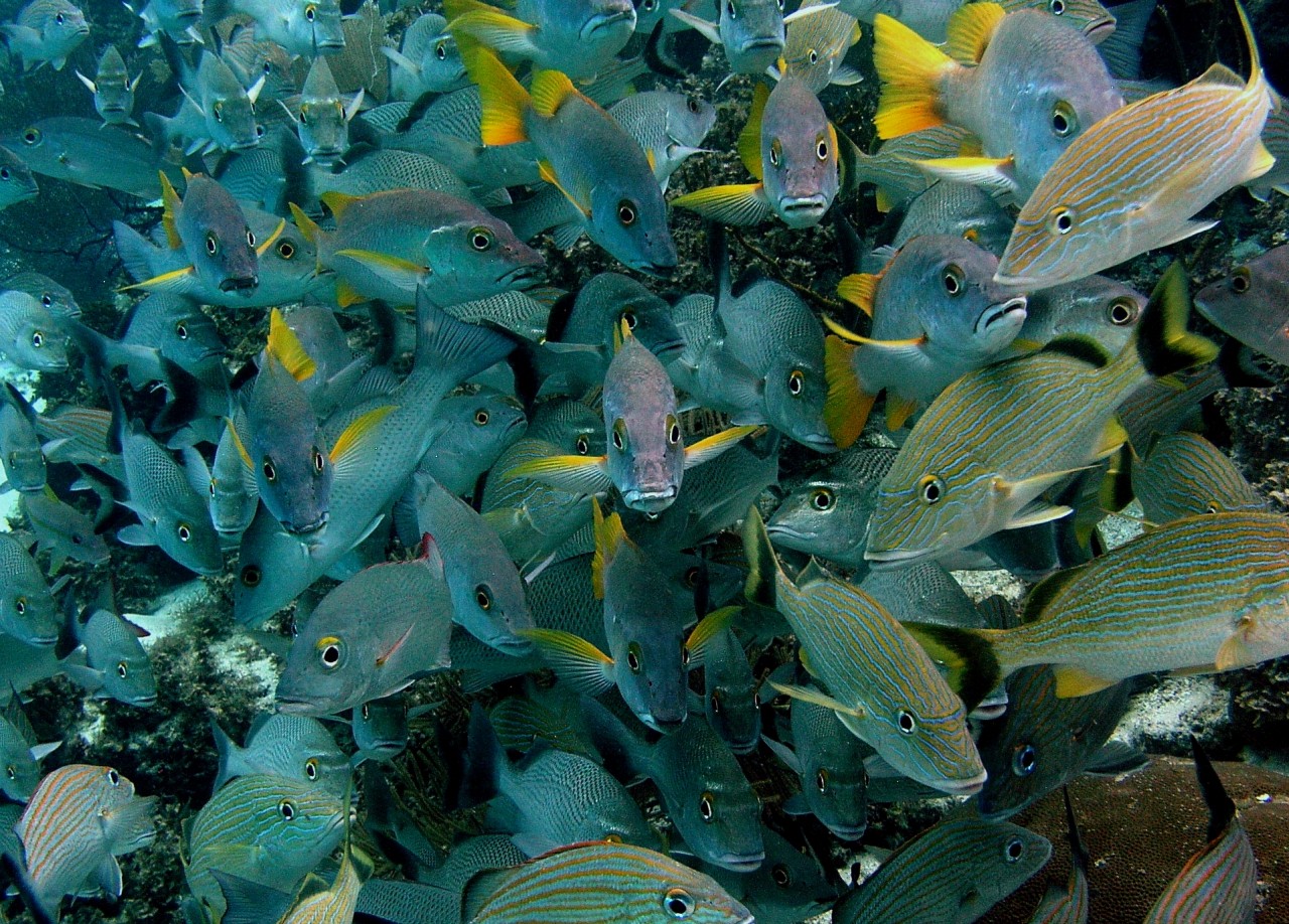 School of fish in Belize